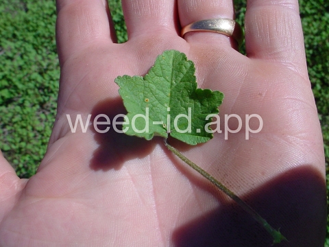 mallow, little